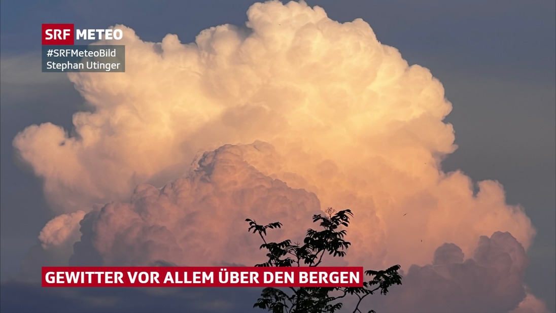 Über einem Baum steigen Quellwolken in die Höhe.