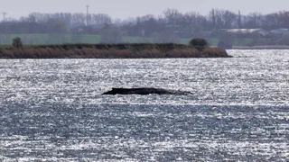 «Timmy» – Experte: Wal kann sich aus eigener Kraft nicht freischwimmen