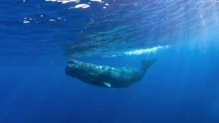 Kommunikation der Meeressäuger – Pottwale zeigen in ihrer Sprache verblüffende Parallelen zu uns