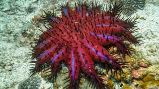 Auswirkungen des Kriegs – Lecks und Explosionen: Korallenriffe im persischen Golf bedroht