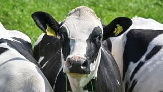 Vogelgrippe in den USA – Kritik an Behörden wächst