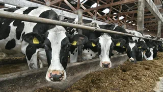 H5N1-Ausbruch in Rindern – Vogelgrippe bei Milchkühen in den USA: Was Sie wissen müssen