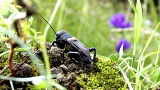 Schweiz – Die Feldgrille: Liebenswerter Krachmacher wird Tier des Jahres