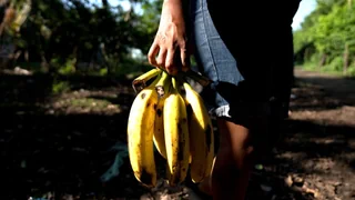 Plantagen in Guatemala – Bananen pflücken für Chiquita unter prekären Bedingungen