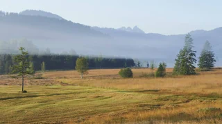 Überfluss an Nährstoffen – Die Schweiz ist permanent überdüngt