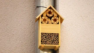 Schutz der Wildbienen – Wildbienenhotels: Warum sie kaum zum Naturschutz beitragen