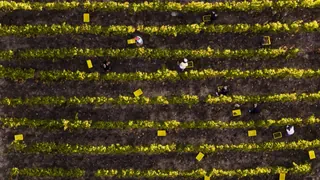 Neuer Gestaltungsplan – Das Lavaux als Unesco-Weltkulturerbe – Fluch oder Segen?