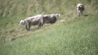 Experte zu PFAS-Belastung – «Müssen davon ausgehen, dass jeder Boden mit PFAS belastet ist»