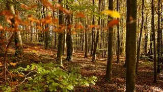 «3 vo 5» – das Kultquiz – Zeit zum Waldbaden – können Sie diese Blätter zuordnen?