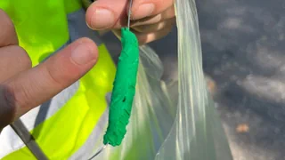 Neue Studie des Bundes – Vögel sind wichtige Helfer im Kampf gegen invasive Insekten