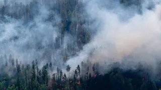 Wenn’s brennt – Gefahr von Waldbränden in der Schweiz nimmt zu