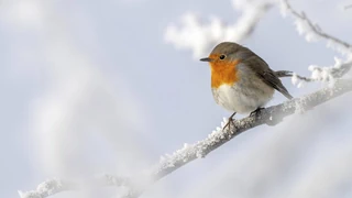 Alle Vögel sind noch da – Diese Vogelarten besuchen unsere Gärten im Winter