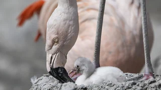 Impfversuch bei Flamingos – Erst der Anfang? Vogelgrippe könnte weitere Wildvögel treffen