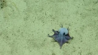 In über 1700 Metern Tiefe – Blauer Mini-Oktopus vor den Galápagos-Inseln entdeckt