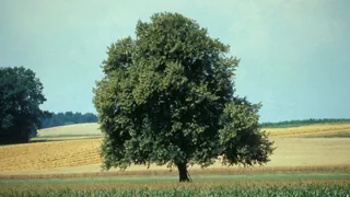 Baumkronen im Sommer – Grüne Schwergewichte