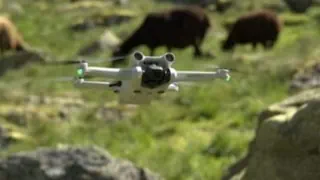 Drohnen über der Alp – Wie Hightech 34 verlorene Rinder rettet