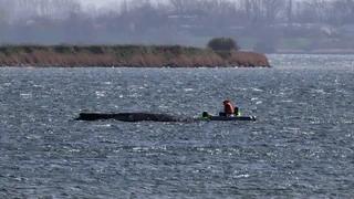 Vor Ostseeküste gestrandet – Buckelwal atmet weiter – Behörden prüfen neue Rettungsidee