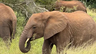 100 Jahre Kruger-Park – Droht der Nationalpark an seinem Erfolg zu ersticken?