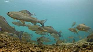 Ewige Chemikalien – Schädliche PFAS-Chemikalien in frisch gefangenem Fisch