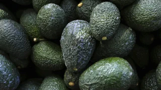 Trockenheit in Spanien – Avocados bringen Andalusiens Wasserreserven an ihre Grenzen