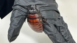 Kakerlaken-Schmuggel – Australien beschlagnahmt 100'000 Kakerlaken – und vernichtet sie