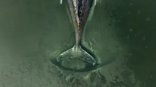 Buckelwal in Ostsee – Gestrandeter Wal «Timmy»: Warum er nicht erlöst wird