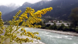 Pflanzliche Eindringlinge – «Bei invasiven Arten ist Zeit ein wichtiger Faktor»