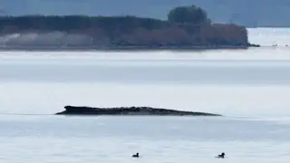 Waldrama in der Ostsee – Wal «Timmy»: Erneute Rettungsaktion mithilfe von Luftkissen