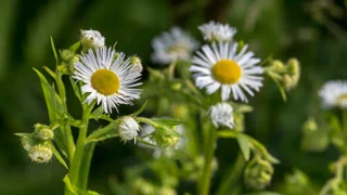 Einjähriges Berufkraut – Schöne Blüte sorgt für rote Köpfe
