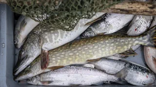 PFAS in Fischen – Bis zu zehn Mal zu hohe Chemikalien-Werte in Tessiner Fischen