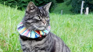 Katzen und Artenschutz – Ein buntes Katzenhalsband schützt Vögel