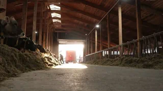 Landwirtschaft – Blauzungenkrankheit: Stadt Chur erlässt Impfobligatorium