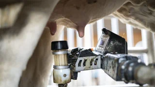 Zu alte Milch – Kühe melken sich selber – Problem für Bezeichnung als Emmentaler
