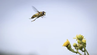 Biodiversitätskonferenz – Verlust der Artenvielfalt: Ab wann stört es den Menschen?