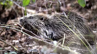 Bibers Superkräfte – Biber als wichtiger Verbündeter für die Biodiversität