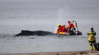 Wal an Ostseeküste gestrandet – Wie stehen die Chancen für die Rettung des Buckelwals?