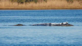 «Timmy» in der Ostsee – Walrettung: Wenn Gefühle stärker sind als Fakten