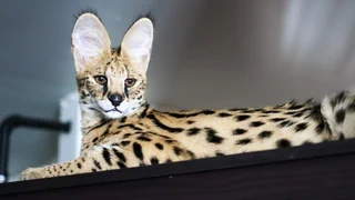 Gefährlicher Trend – Warum Wildkatzen nicht ins Wohnzimmer gehören