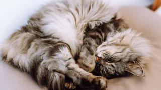 Schlummern mit System – Schlafen Katzen lieber auf der linken Seite?