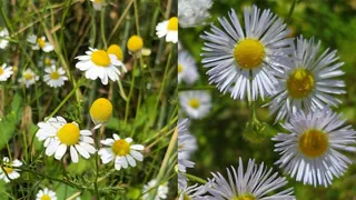 Invasive Neophyten – Einheimische Alternativen zu invasiven Exoten