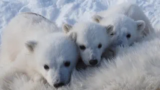 Überraschend widerstandsfähig – Eisbären auf Spitzbergen trotzen dem schwindenden Meereis
