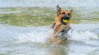 Extremes Hundeverhalten – Fanatische Balljunkies: Hunde können eine Spielsucht entwickeln