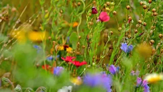 Finanzierung Artenschutz – Sind Biodiversitätszertifikate die Lösung?