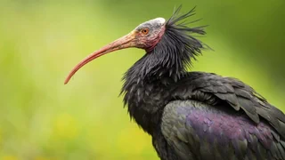 Seltener Zugvogel zu Besuch – Der Waldrapp: ein umstrittener Rückkehrer