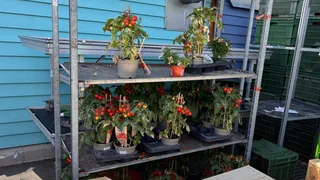 Food Waste – Warum bei der Landi Tomatenstauden im Abfall la