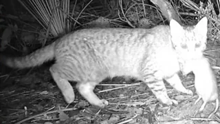 Kangaroo Island – KI-Fallen töten verwilderte Katzen, um bedrohte Tiere zu schützen