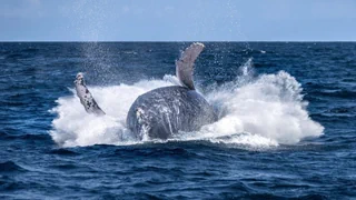 Folgen wärmerer Gewässer – Mehr Buckelwale verheddern sich in Netzen