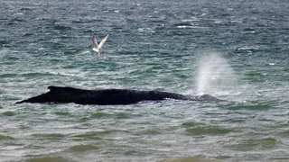 Hoffnung an der Ostseeküste – Hat er sich befreit? Gestrandeter Buckelwal verschwunden
