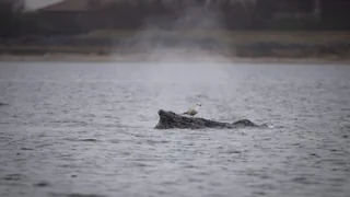 Vor Wismar in der Ostsee – Buckelwal hat sich von der Sandbank befreit