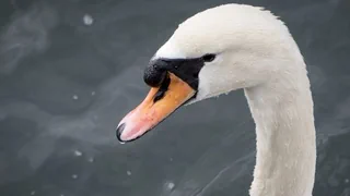 Vogelgrippe ist zurück – Neuer Vogelgrippe-Fall treibt Hühner zurück in den Stall